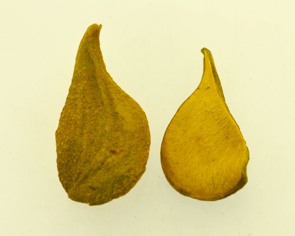 Pereira pingente - Natural - Tamanhos variados (un)